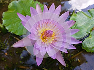 Natural Dark Pink color Water Lily Flower of sri lanka