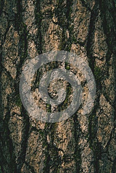 The natural dark tree and wood surface texture or background in vintage, dark or scary style