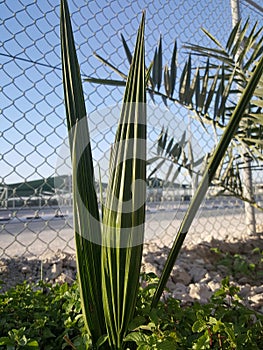 Natural date plant on desert area