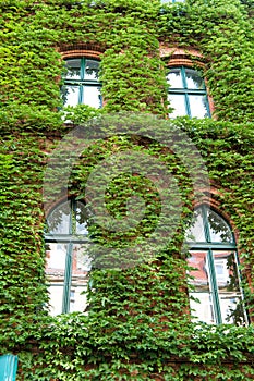 Natural decorations. Ivy plant on wall of building. Green leaves surface with windows. Decorated with ivy. Green ivy