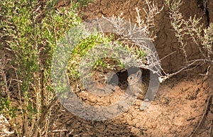 Natural Den For A Wild Cottontail Rabbit Sylvilagus audubonii