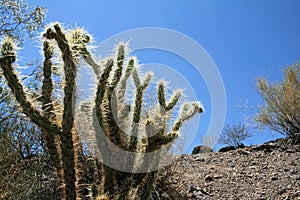 Natural Desert Landscape