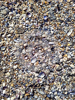 Natural desktop background colorful seashells on the Black Sea beach