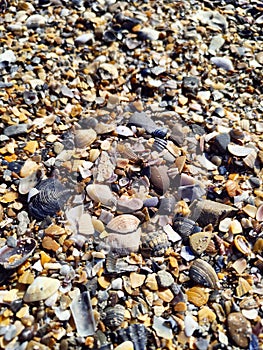 Natural desktop background colorful seashells on the Black Sea beach