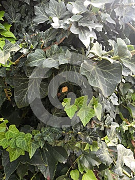 Natural desktop background green leaves of a climbing hedera plant. A live fence.