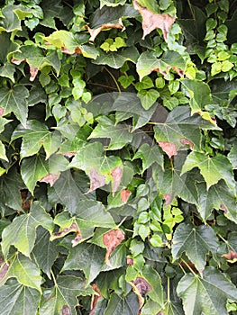 Natural desktop background green leaves of a climbing hedera plant. A live fence.