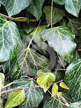 Natural desktop background green leaves of a climbing hedera plant. A live fence.