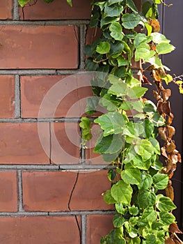 Natural desktop background green leaves of a climbing hedera plant on a red old brick wall.