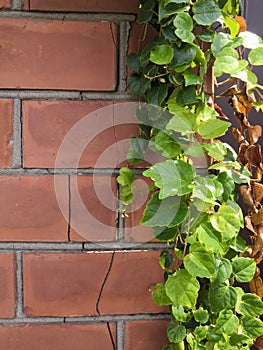 Natural desktop background green leaves of a climbing hedera plant on a red old brick wall.