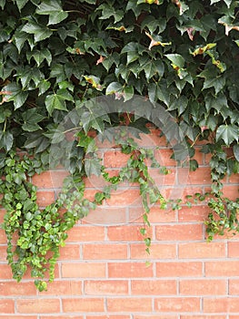 Natural desktop background green leaves of a climbing hedera plant on a red old brick wall.