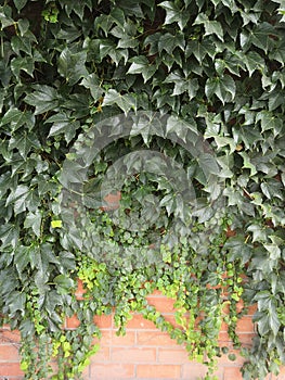 Natural desktop background green leaves of a climbing hedera plant on a red old brick wall.