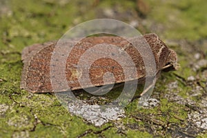 Detailed closeup on the square spot Rustic moth, Xestia xanthographa photo