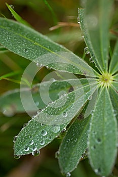 Natural dew drops formed due to excessive condensation on a leaf on the coastal belt of Cabot Trail, Cape Breton