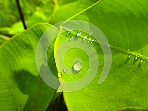 Natural dew drops on very beautiful green leaves