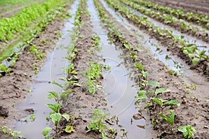 Natural disaster on the farm. Flooded field with seedlings of eggplant. Heavy rain and flooding. The risks of harvest loss. The