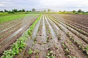 Natural disaster on the farm. Flooded field with seedlings of eggplant and leek. Heavy rain and flooding. The risks of harvest