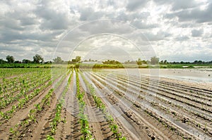 Natural disaster on the farm. Flooded field with seedlings of pepper and leek. Heavy rain and flooding. The risks of harvest loss