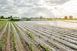 Natural disaster on the farm. Flooded field with seedlings of pepper and leek. Heavy rain and flooding. The risks of harvest loss