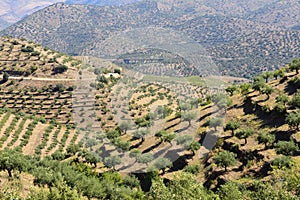 Natural do Douro Internacional landscape near Sapinha-Esc photo