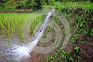 Natural drain water is falling at terraced paddy rice fields on mountain in the countryside, Chiangmai Province of Thailand.