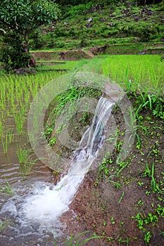 Natural drain water is falling at terraced paddy rice fields on mountain in the countryside, Chiangmai Province of Thailand.