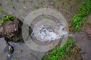 Natural drain water and stream at terraced paddy rice fields on mountain in the countryside, Chiangmai Province of Thailand.