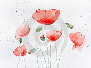 Natural drawing of poppy flowers