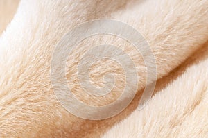 Natural dressed  beige sheepskin fur texture close-up background