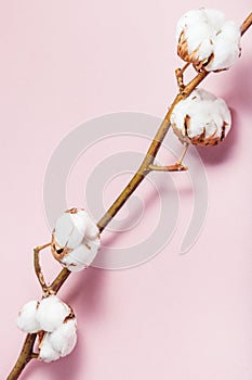 Natural dried branch of cotton plant on pink