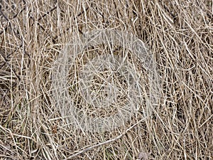 Natural dried grass texture. Natural background