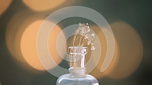 Natural dried plant in a transparent bottle with bokeh lights, closeup. Indoor decoration.