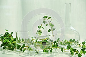Natural drug research, Plant extraction in scientific glassware, Alternative green herb medicine, Natural organic skincare