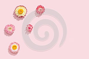 Natural dry flowers, small pink blossom on soft pnik background. Floral design, greeting card photo