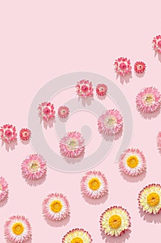 Natural dry flowers, small pink blossom on soft pnik pattern. Floral design photo