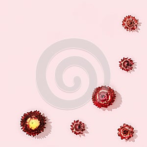 Natural dry flowers, small red blossom on soft pnik pattern. Floral design, greeting card photo