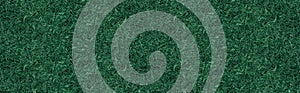 Natural dry green moss wide panoramic texture. Abstract large banner natural background