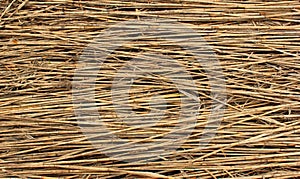 Natural dry reed background