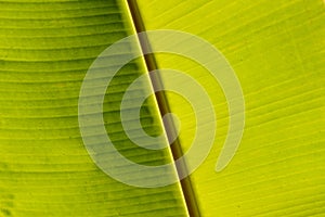 Natural ecological background with macro banana leaves in the sun. Natural banana leaves with dots and spots.