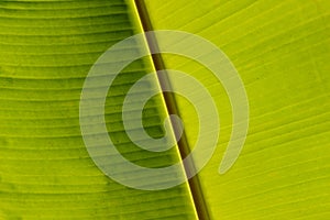 Natural ecological background with macro banana leaves in the sun. Natural banana leaves with dots and spots.