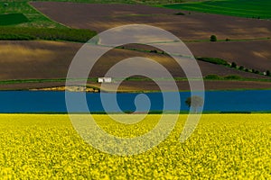 Natural ecological landscape of flowering rapeseed and lake behind with natural green background and house