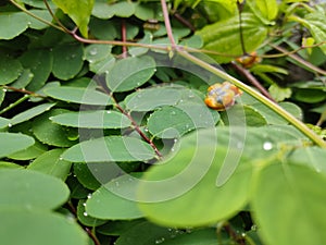 the natural elegance of a cup saucer plant in this close-up view