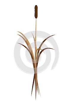 Natural element - Water Sedge