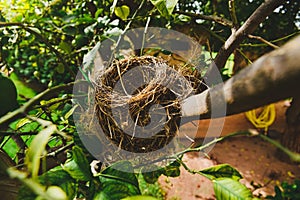 Natural empty nest of birds