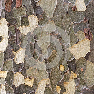 Natural environment background texture platan bark. Natural pattern