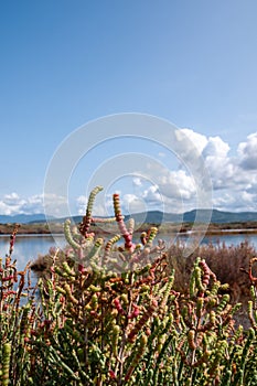 Natural environment. Coastal backdunal pond. Porto Botte. Sulcis region. Shrubs of glasswort in saline water.