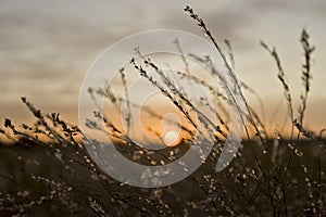 Natural environment landscape, subset with wild grass