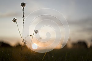 Natural environment landscape, sunset with closeup of plant