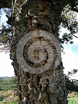 Natural environment. Mediterranean maquis. Quercus suber. Stem of cork oak tree still covered by the epidermal layer of cork