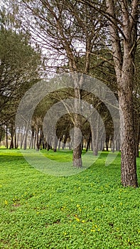 Natural environment. Pine wood with plants of Pinus pinea and Pinus pinaster and green  carpet of sorrel