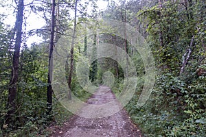 Natural environment of the town of Ripoll in Girona